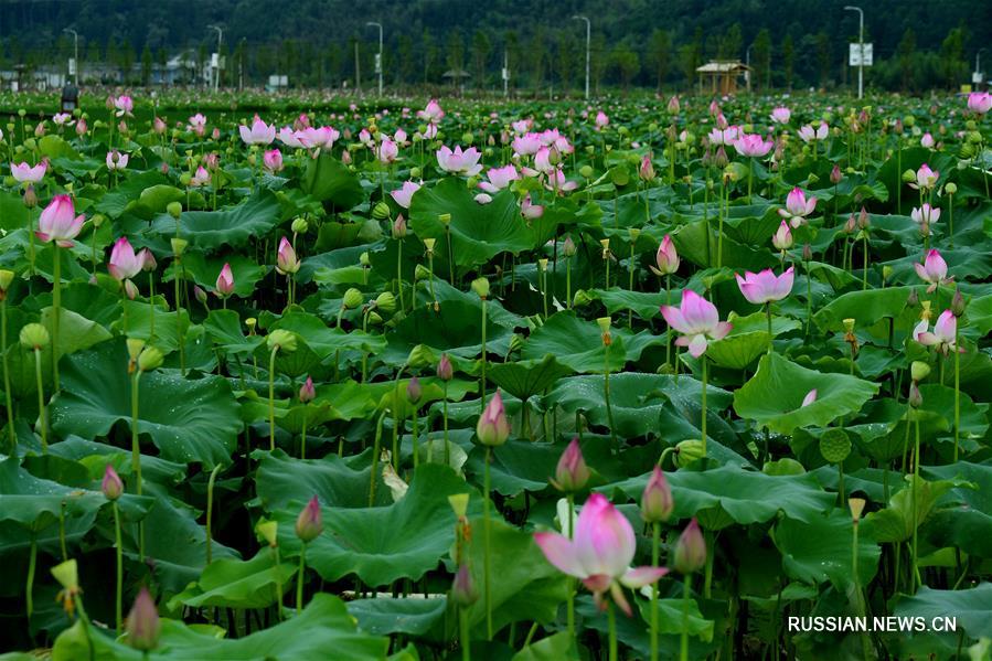 Цветение лотосов в Уишане