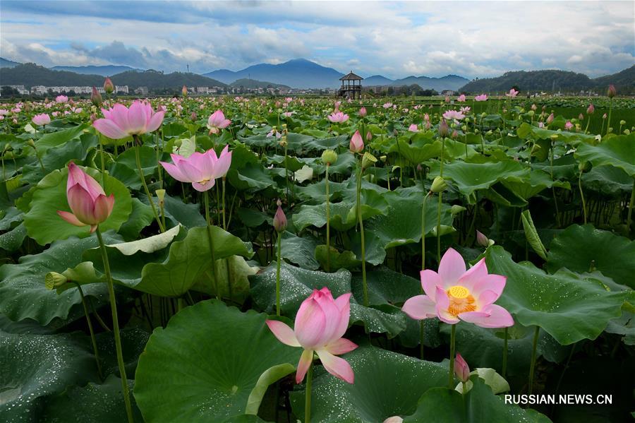 Цветение лотосов в Уишане