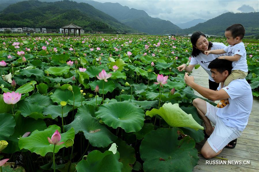 Цветение лотосов в Уишане
