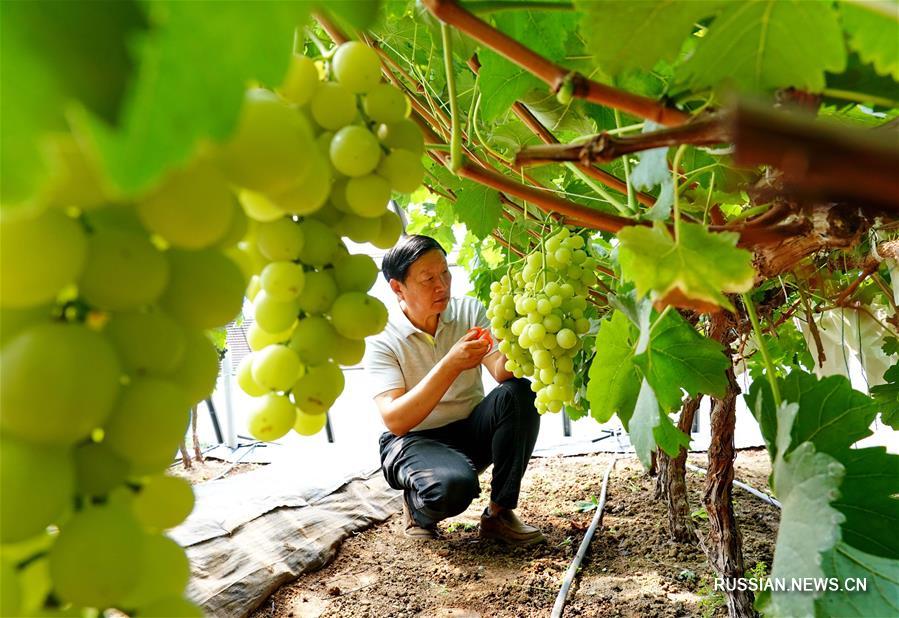 Китайские ученые вывели новые сорта винограда, пригодные для выращивания на севере страны
