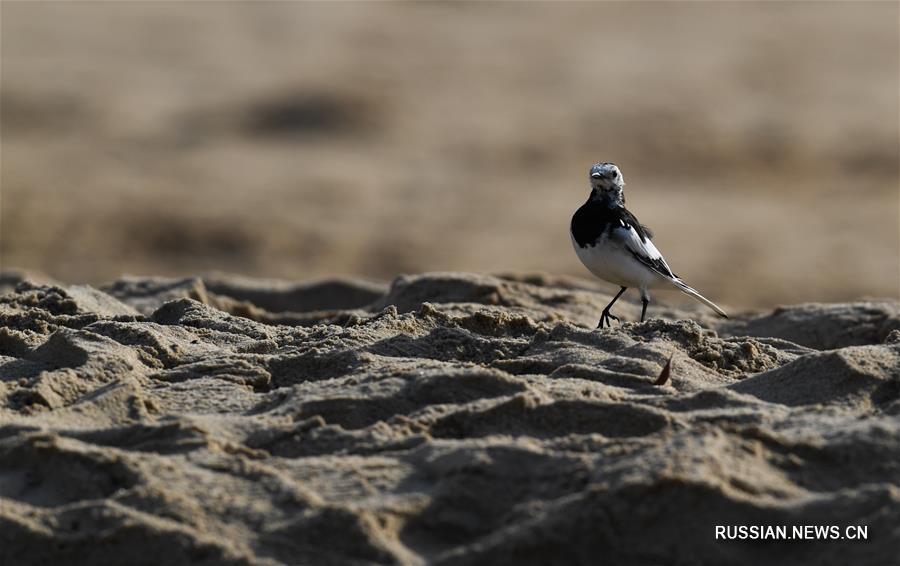 Водно-болотные угодья островной провинции Хайнань стали раем для птиц