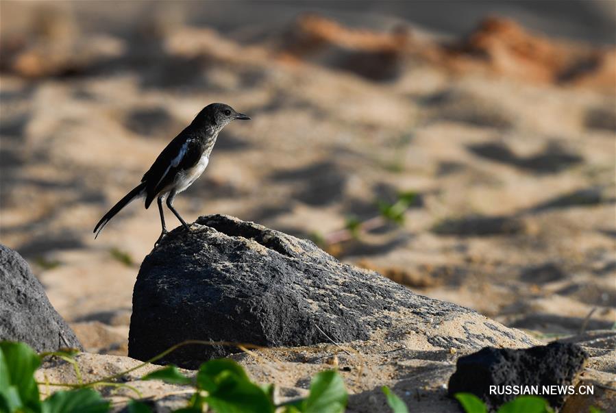 Водно-болотные угодья островной провинции Хайнань стали раем для птиц 
