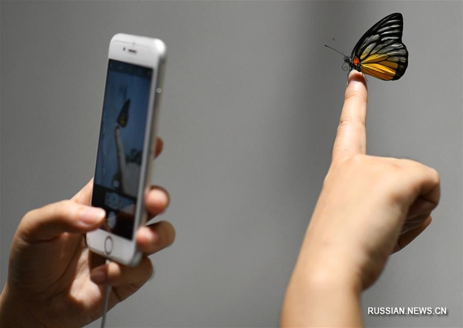 Летний танец бабочек на выставке в провинции Шэньси