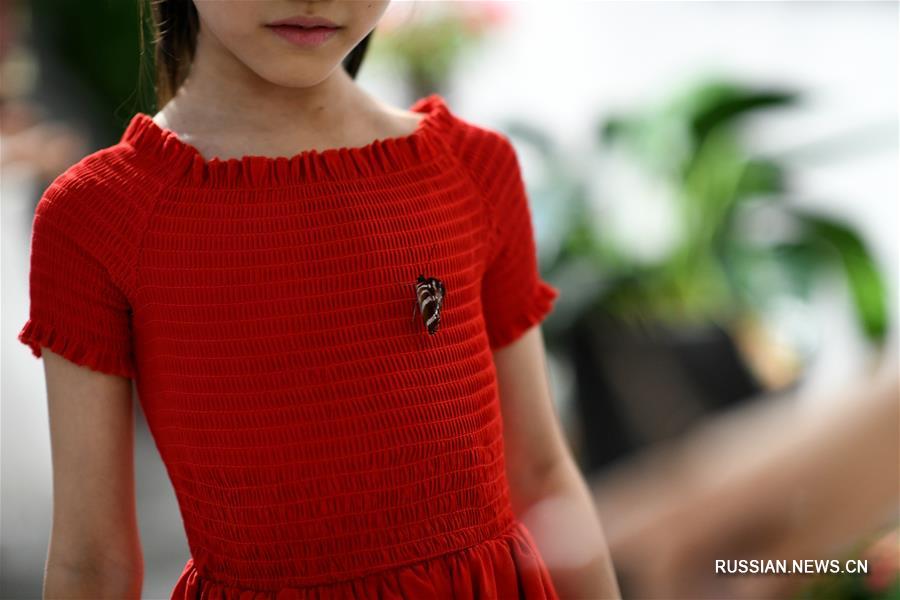 Летний танец бабочек на выставке в провинции Шэньси