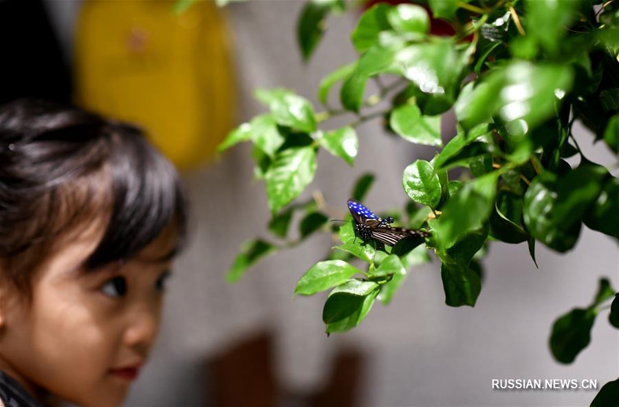 Летний танец бабочек на выставке в провинции Шэньси