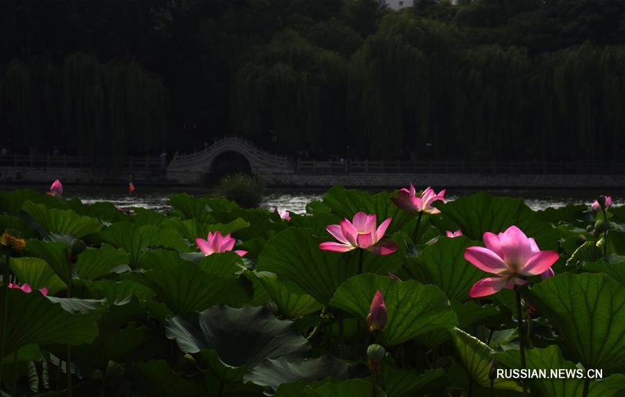 Великолепие цветов лотоса на озере Даминху в провинции Шаньдун