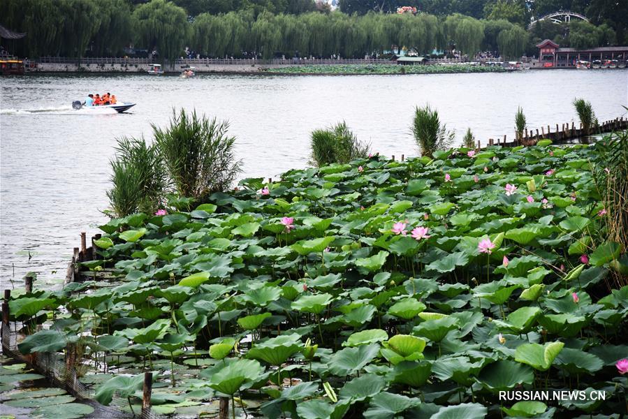 Великолепие цветов лотоса на озере Даминху в провинции Шаньдун