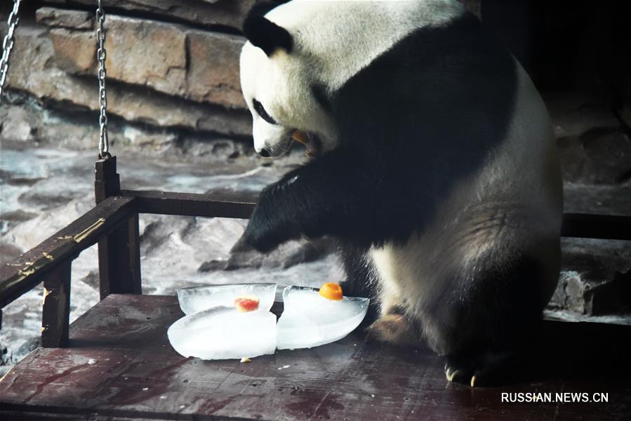 Панда прячется от зноя в зоопарке Цзинаня