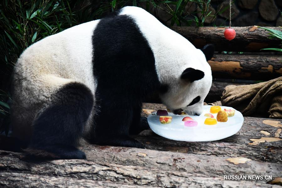 Панда прячется от зноя в зоопарке Цзинаня