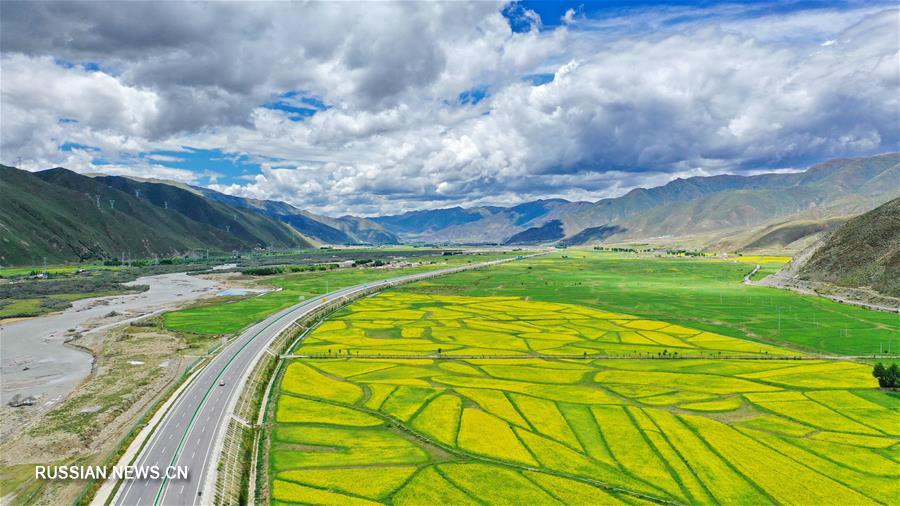 （环境）（2）西藏：拉林公路夏日美