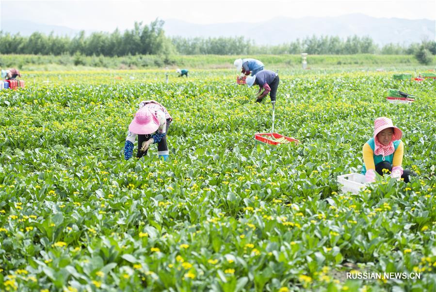 Сбор холодолюбивых овощных культур в Нинся-Хуэйском автономном районе