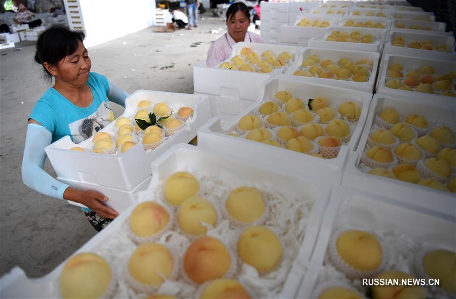 Выращивание персиков принесло благосостояние жителям деревень в провинции Аньхой