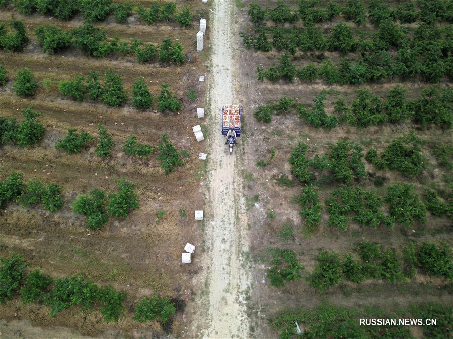 Выращивание персиков принесло благосостояние жителям деревень в провинции Аньхой