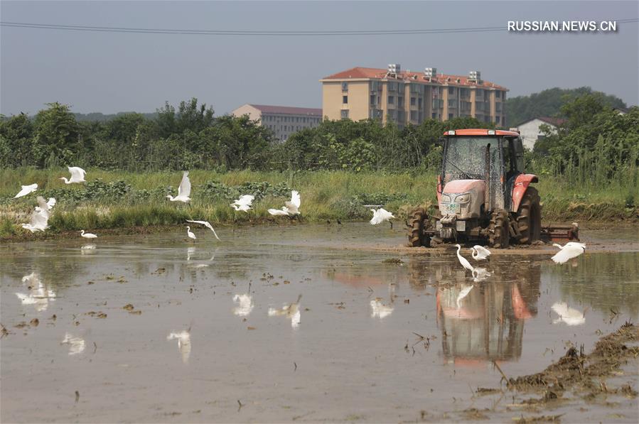 Поля в Хэнъяне оправляются после паводка 