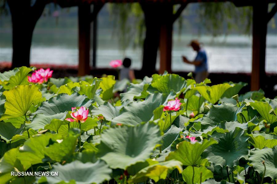 Летний день на лотосовом озере в Чанша