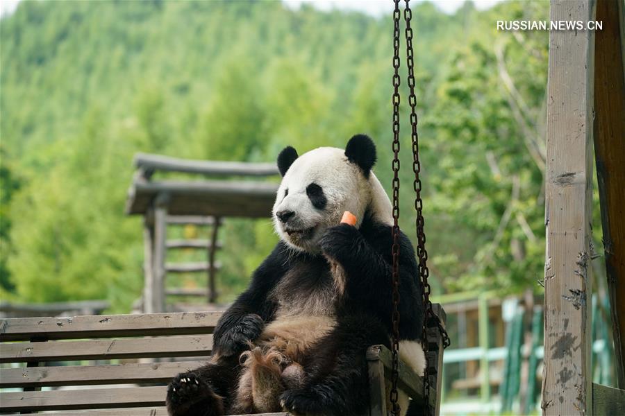 Две большие панды наслаждаются жизнью вдали от родной провинции Сычуань 