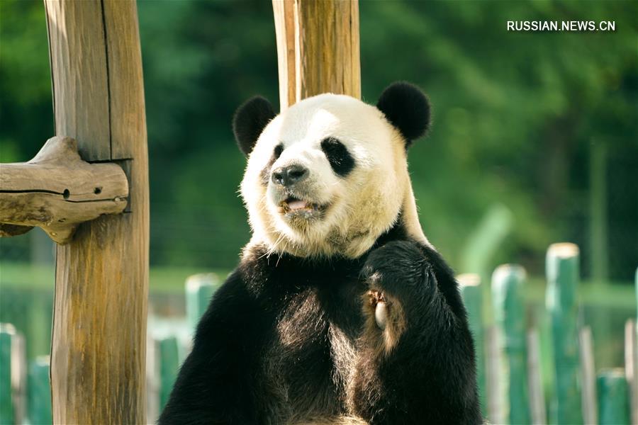 Две большие панды наслаждаются жизнью вдали от родной провинции Сычуань