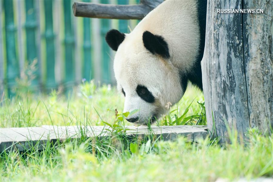 Две большие панды наслаждаются жизнью вдали от родной провинции Сычуань