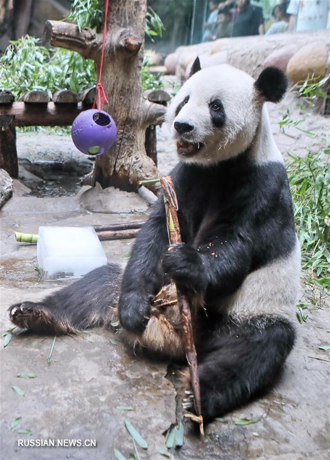 Обитателей Пекинского зоопарка спасают от летнего зноя