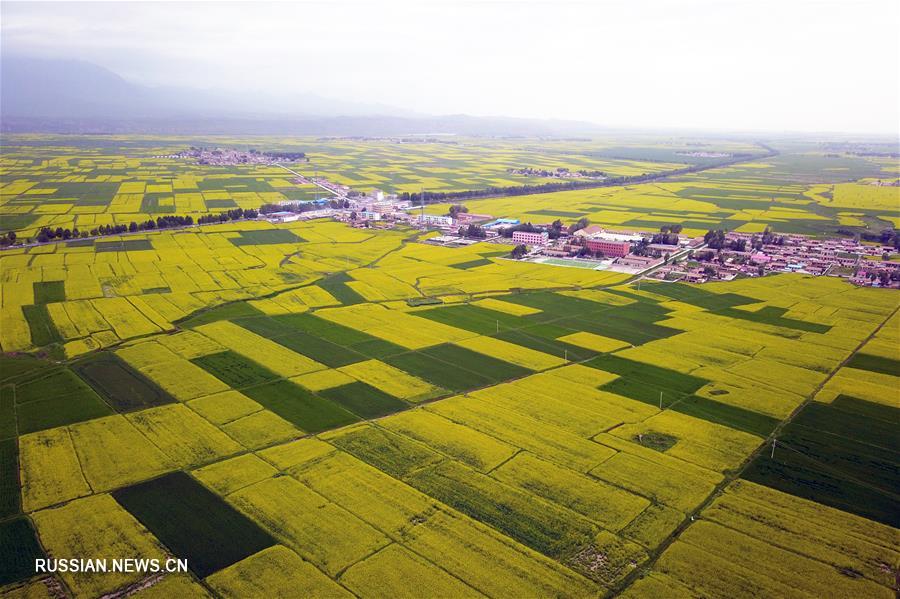 Цветущие рапсовые поля в провинции Ганьсу