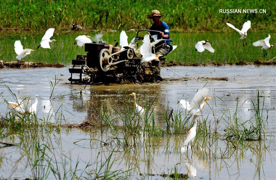 Дикие птицы и люди мирно соседствуют на полях в провинции Фуцзянь