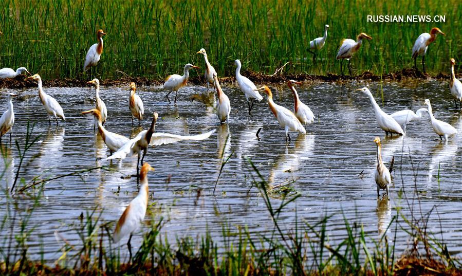Дикие птицы и люди мирно соседствуют на полях в провинции Фуцзянь