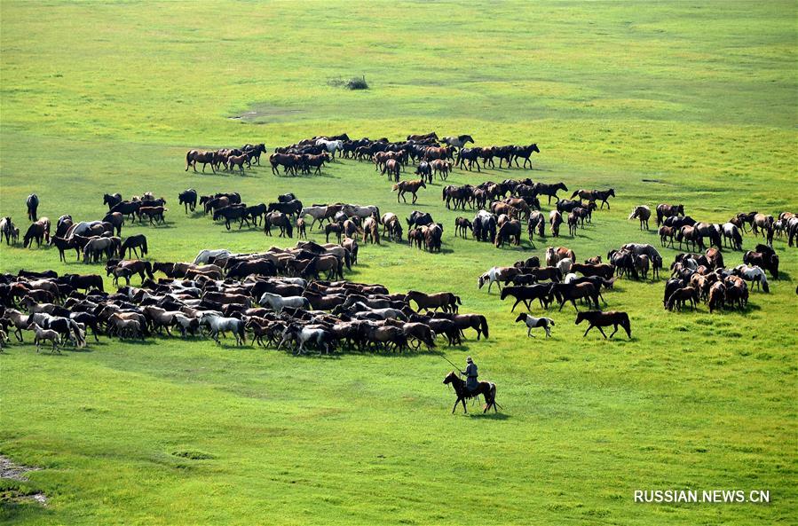 Выпас лошадей в степи на севере Китая 