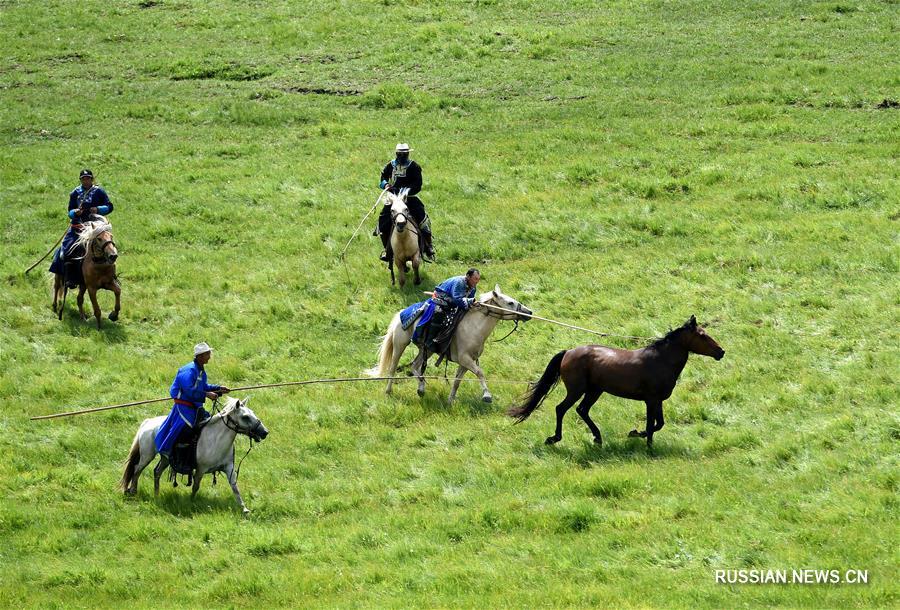 Выпас лошадей в степи на севере Китая 