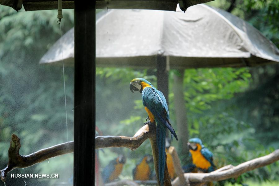 Обитателей Шанхайского зоопарка спасают от летнего зноя