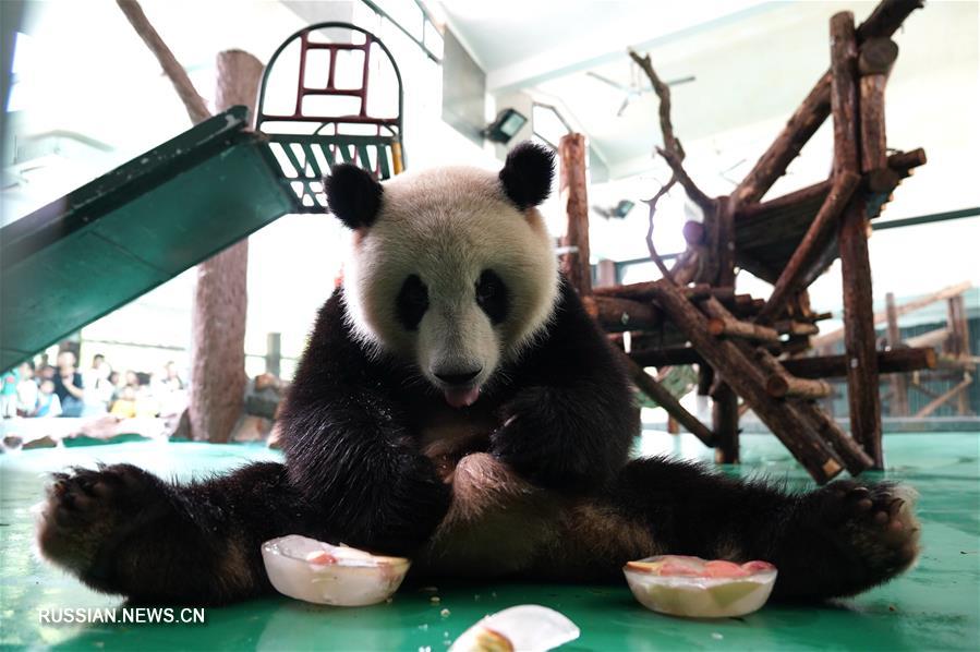 Обитателей Шанхайского зоопарка спасают от летнего зноя
