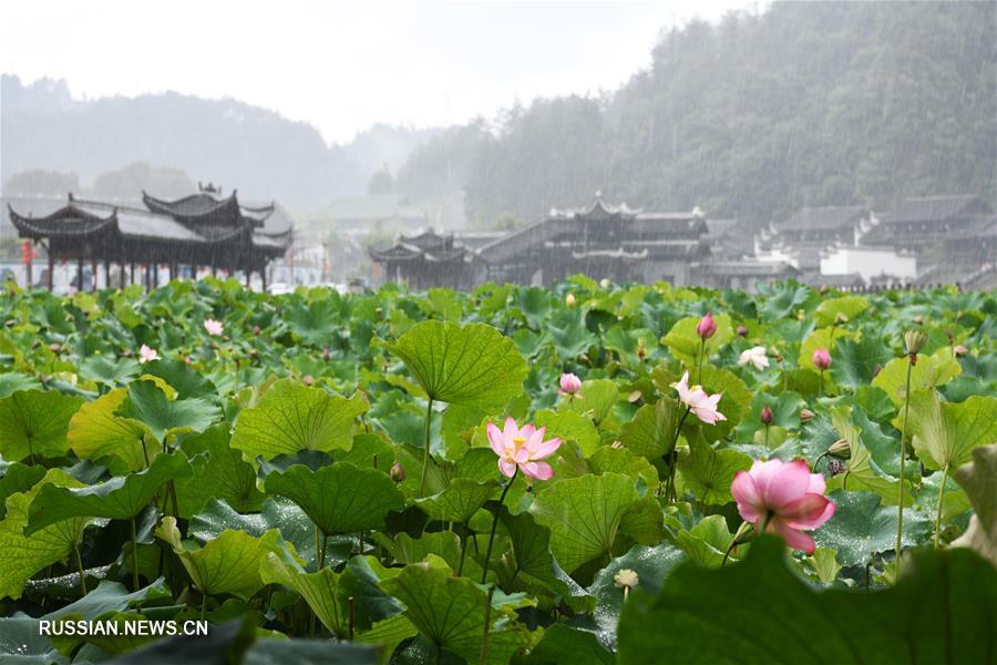 Летнее цветение лотосов в провинции Гуйчжоу