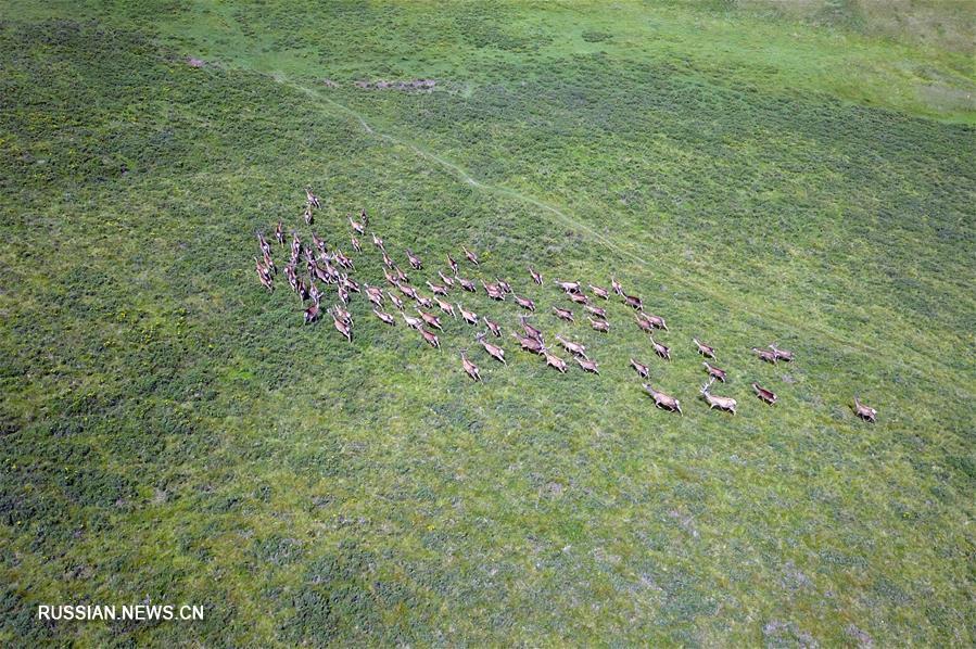 Благородные олени на лугах у подножья хребта Циляньшань в провинции Ганьсу