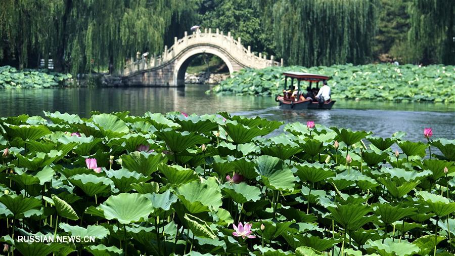Море цветущих лотосов в пекинском парке Юаньминъюань