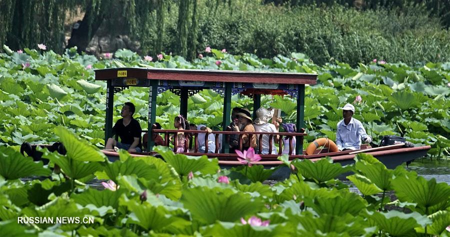 Море цветущих лотосов в пекинском парке Юаньминъюань