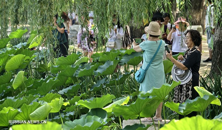 Море цветущих лотосов в пекинском парке Юаньминъюань