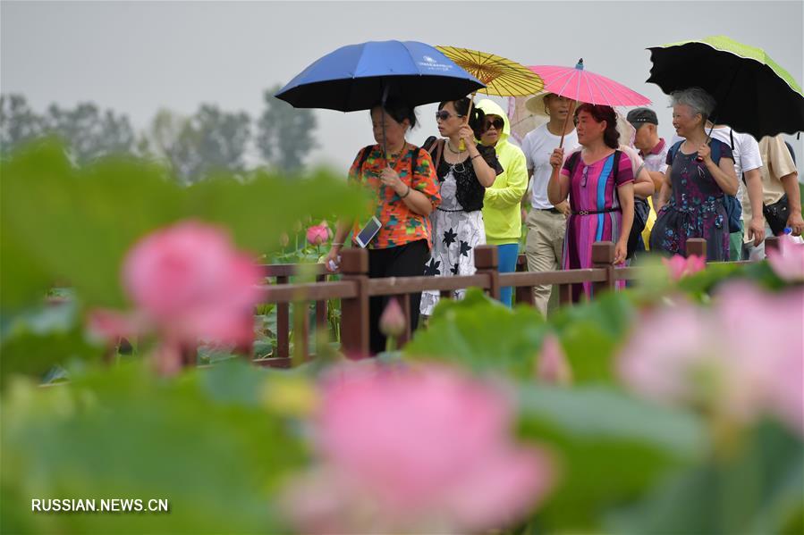 Летнее цветение лотосов в провинции Цзянси