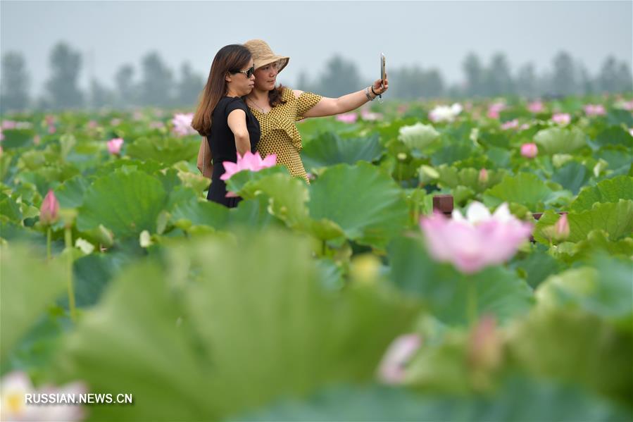 Летнее цветение лотосов в провинции Цзянси