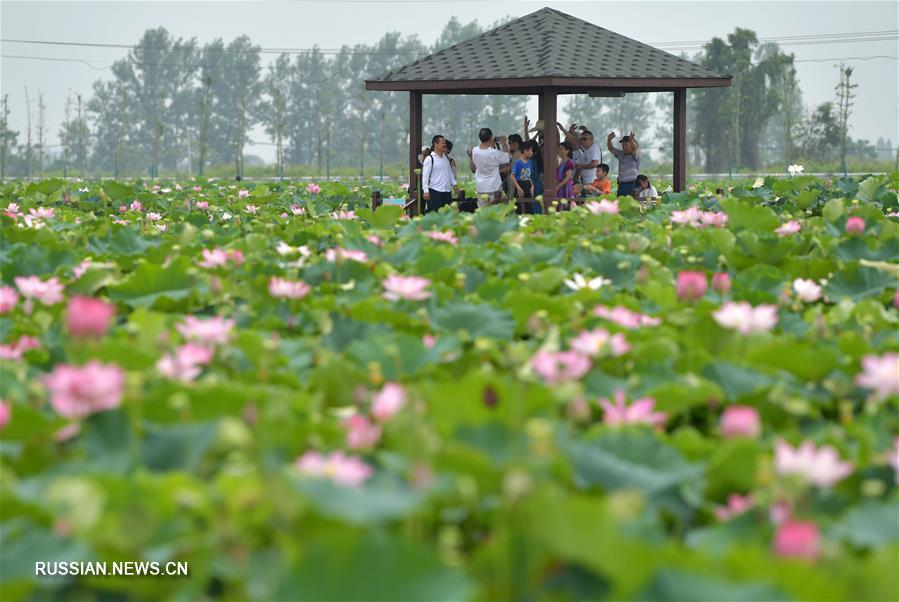 Летнее цветение лотосов в провинции Цзянси
