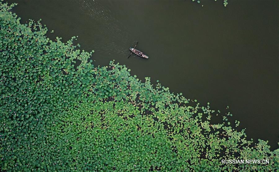 "Лотосовая экономика" для села в провинции Хэбэй