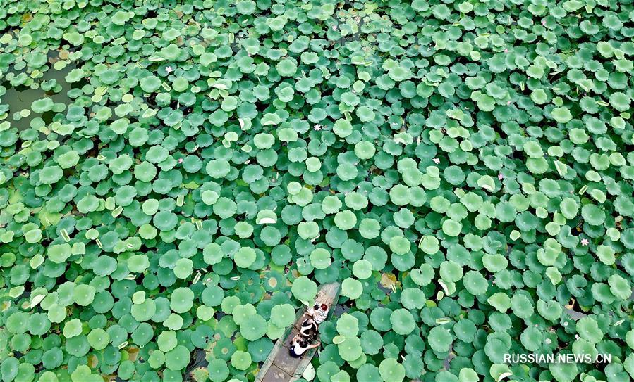 "Лотосовая экономика" для села в провинции Хэбэй