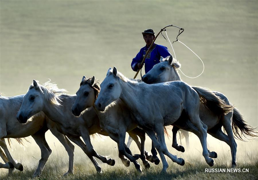 Монгольские арканщики в степях 
