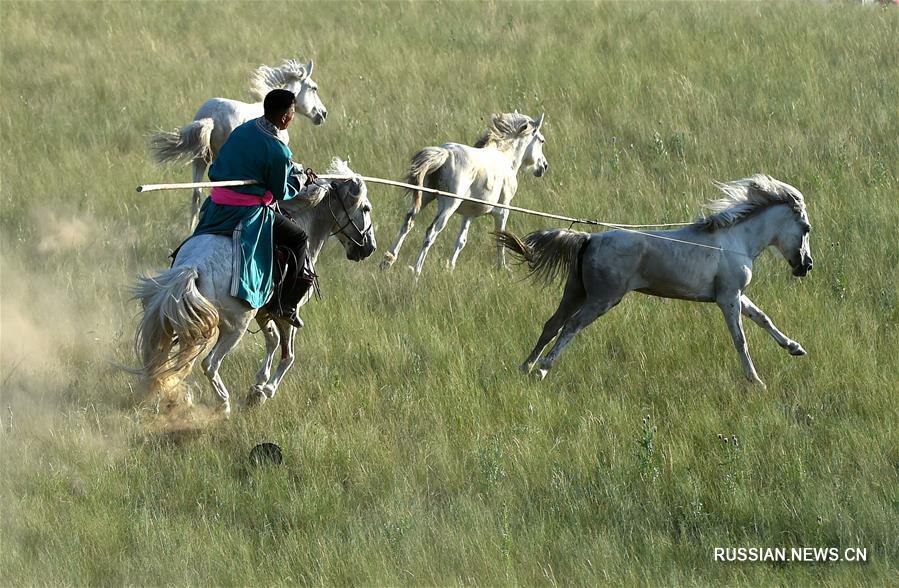 Монгольские арканщики в степях 