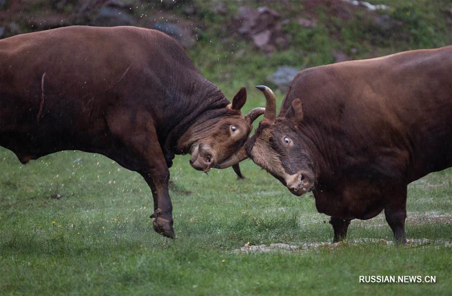 Ийский Праздник факелов в уезде Буто пров. Сычуань