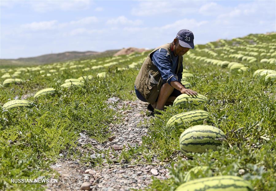 Выращивание арбузов и фруктов способствует росту доходов крестьян на северо-западе Китая