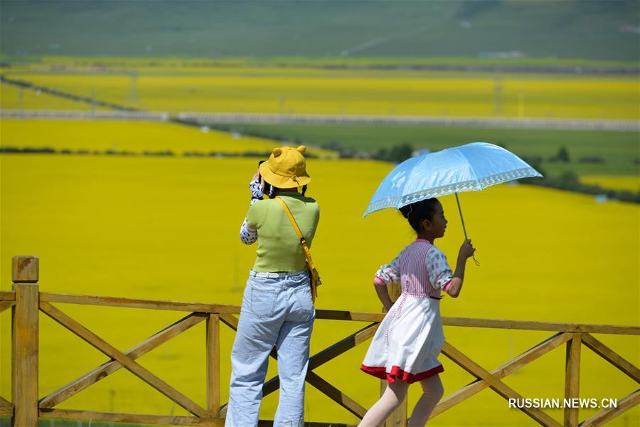 Цветущие поля рапса в провинции Цинхай 