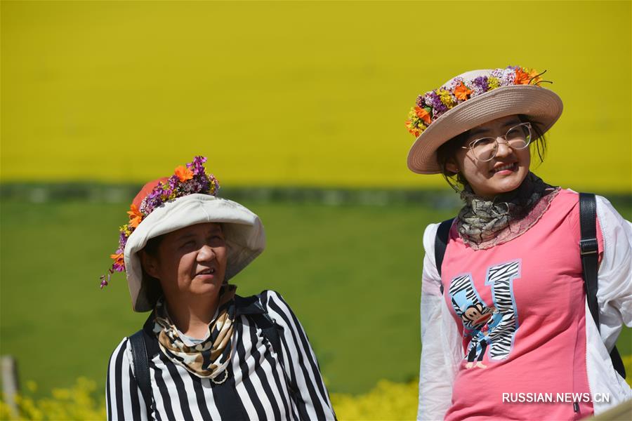 Цветущие поля рапса в провинции Цинхай 