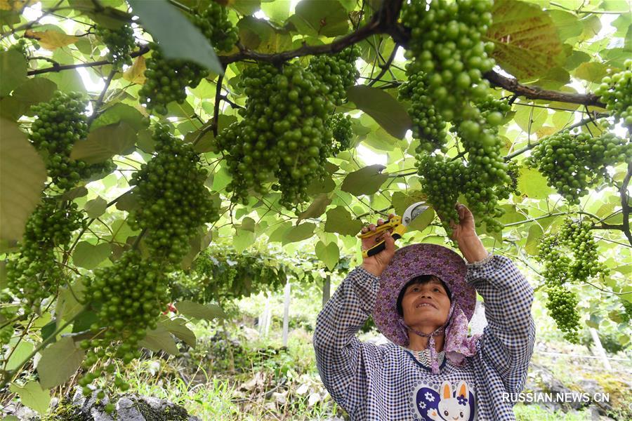 Выращивание винограда помогает бороться с бедностью в Гуанси-Чжуанском АР 