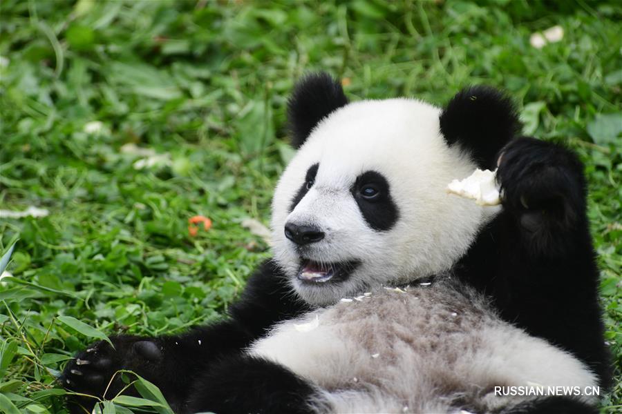 （社会）（8）四川卧龙：2018年出生的大熊猫幼仔集体过生日