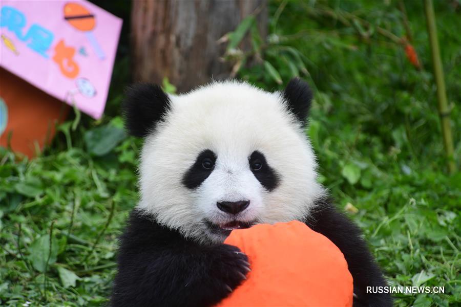 （社会）（7）四川卧龙：2018年出生的大熊猫幼仔集体过生日