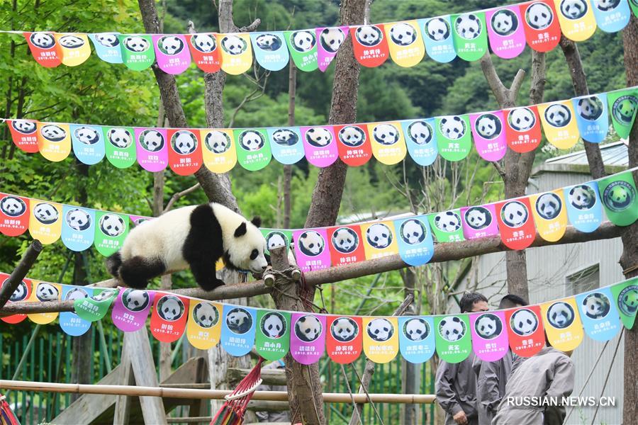 （社会）（2）四川卧龙：2018年出生的大熊猫幼仔集体过生日
